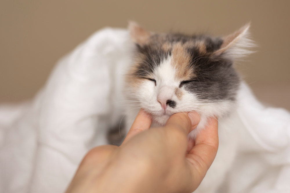 pelo gatto