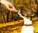 premi per cani