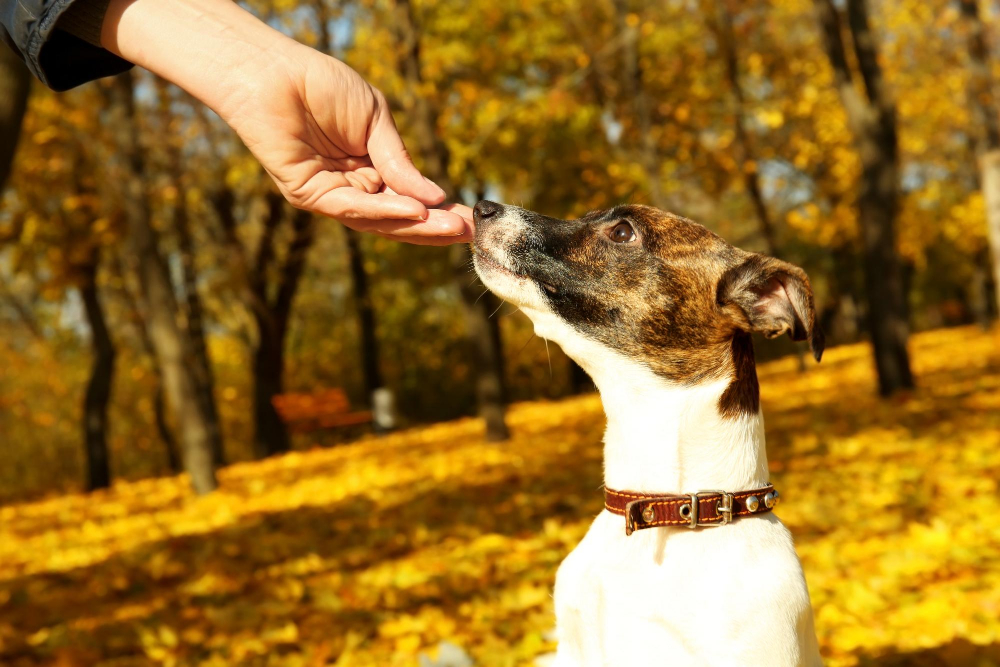 premi per cani
